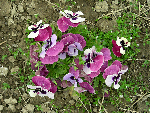 pansy in flower